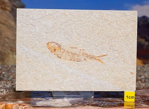 Fossil fish matrix knightia - fossil,