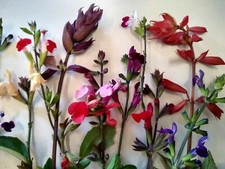 PERENNIAL SALVIA PLUG PLANTS PICK + MIX PAY ONLY ONE POSTAGE COST MIXED FLOWERS