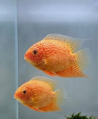 Size 3pk red - size:1"-1.5",