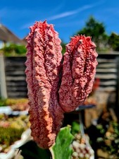 Euphorbia Abdelkuri cv. Damask