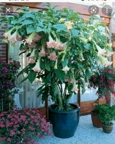 Brugmansia pink - ,