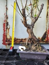 plum blossom bonsai (the