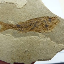 Fossil Fish Dapilis Macrurus