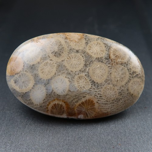 Freeform fossil coral - fossil,