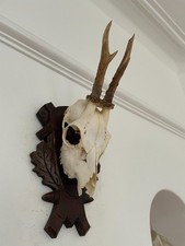 Antlers on top half of skull