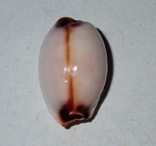15 mm RARE Cypraea Erosaria Gangranosa Cowrie Seashell AJ1 Phi Phi Island Phuket