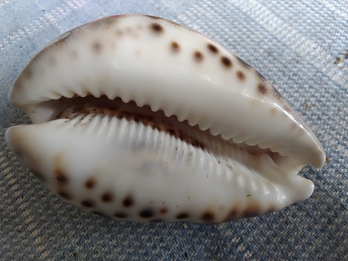 Carved tiger cowrie - a,