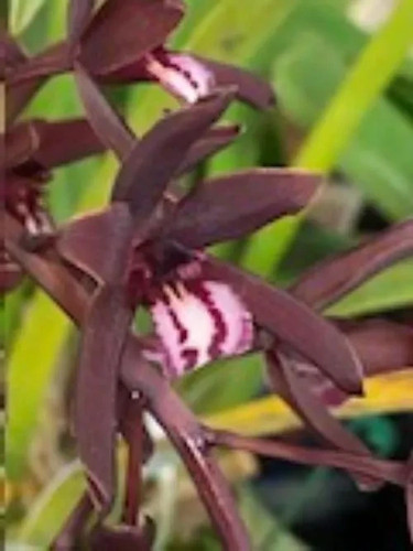 Cymbidium clare natasha cym - x,