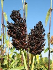 Black African Sorghum - Sugar Sorghum - 50+ seeds - SPECIAL RARITY! - Sh 022