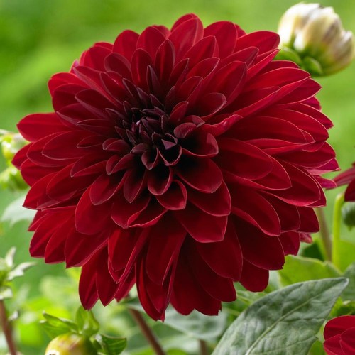 Bloody mary dahlia - mary, seeds