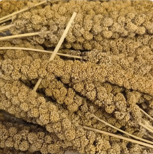Millet spray springs bird - millet,