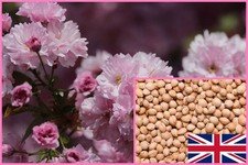 🌸 Japanese Cherry Blossom