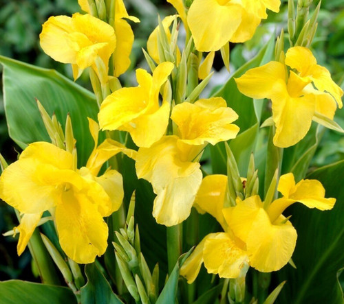 Canna cannova yellow - ,