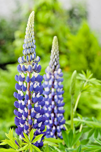 Lupin the governor blue - the,