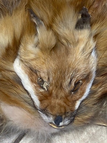 Red fox skin hat - fox,