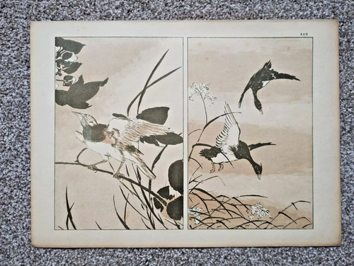 Anonymous study birds - anonymous,