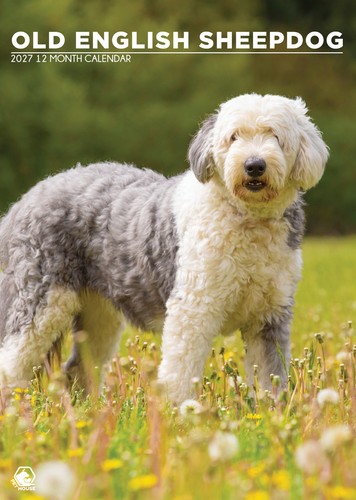 Old english sheepdog 2027 - english,
