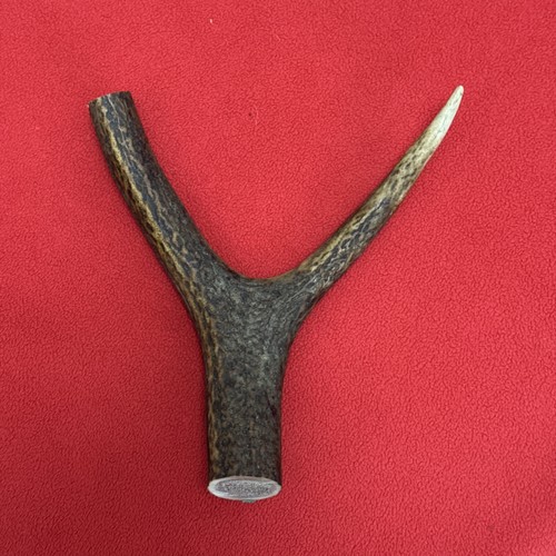 One piece deer antler - one, of
