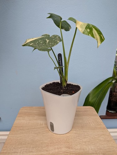 White self watering plant - white, pots