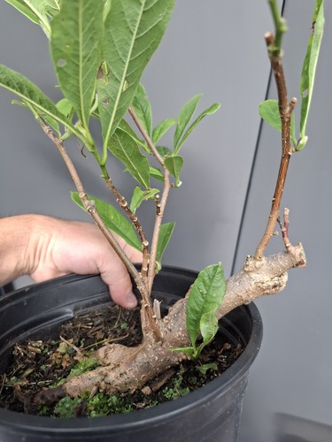Chunky magnolia bonsai tree - magnolia,
