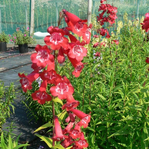 Penstemon king george 1 - george, v