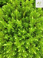 Hebe rakaiensis - 3 or 5 Litre