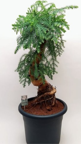 Araucaria cunninghamii bonsai - araucaria,