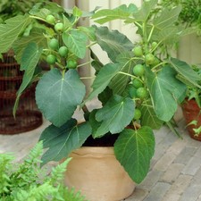 1 X FICAS CARICA "JERUSALEM" FIG TREE FRUIT GROWING GARDEN PLANT IN POT