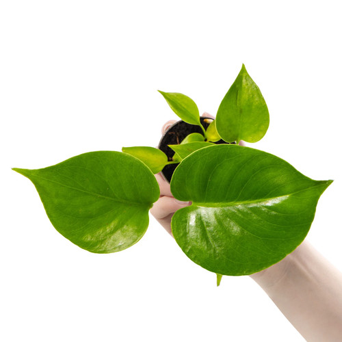 Swiss cheese plant monstera - cheese,
