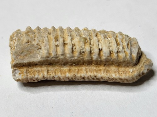 Large stingray tooth fossil - stingray,