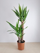 Yucca Elephantipes Indoor House Plant Officr Real Evergreen Tall Plants