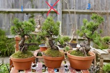 Stunning Shohin japanese white