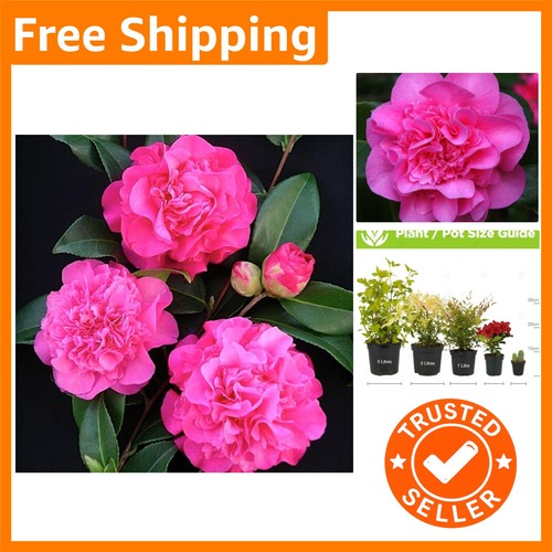 Versatile camellia williamsii - versatile,
