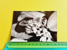 PHOTOGRAPHY BEE VESPA 60s 70s