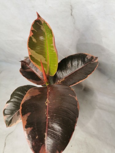 Ficus elastica belize - ficus,