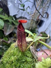 Nepenthes (Ariso X Spec) x