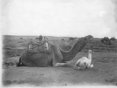 Baby camel minutes old with - 10,