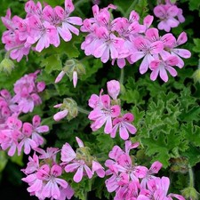 Scented Pelargonium (Geranium)