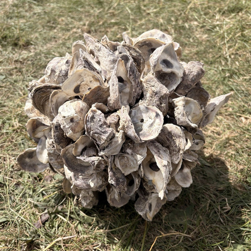 Natural unpolished oyster - natural,