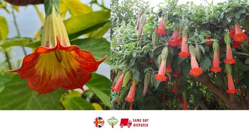 Red angels trumpet brugmansia - red,