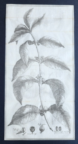 Antique 1738 italian print - antique,
