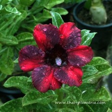 Adenium obesum - Desert Rose - Mang Khud - Freshly Arrived from Thailand