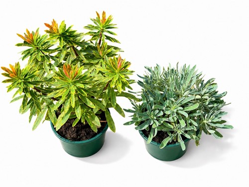 Euphorbia plant collection - euphorbia,