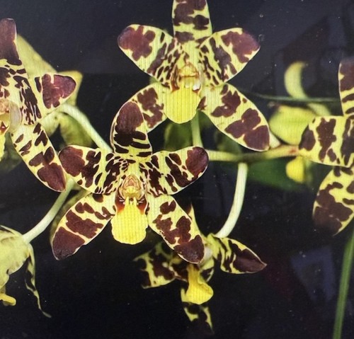 Orchid plant anaselia africana - anaselia,