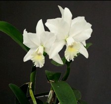 Cattleya Hawaiian Wedding