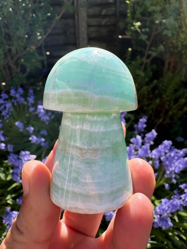 Caribbean calcite mushroom - caribbean,