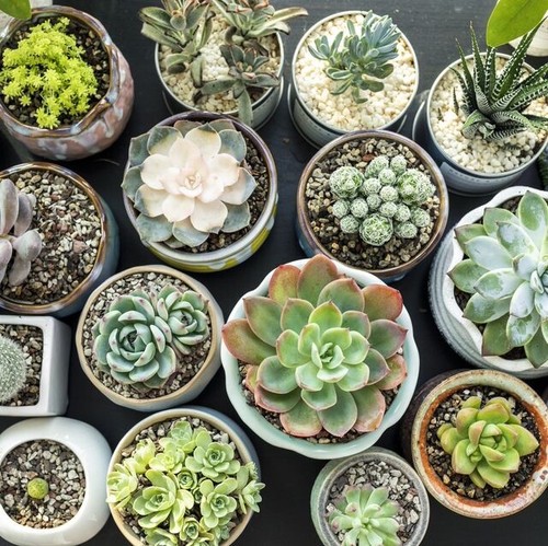 Succulent seeds x 15 - ,
