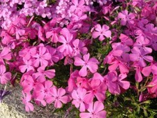 Pack x6 Creeping Phlox