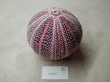 1 Extra Large Scottish Sea