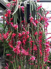 3 Rat Tail cactus Aporocactus malisonii ROOTED cuttings 8cm+